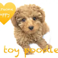 【トイ・プードル】大きな瞳が映える整った顔立ちは必見！ぬいぐるみ感の最高峰！：鶴見店PickupベイビーNo.713525