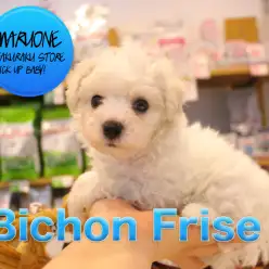 【ビション・フリーゼ】将来はアフロカット！？ふわっふわの真っ白なわたあめ犬が登場！！:マルワン白楽店ピックアップベイビー:No11547