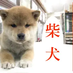 【柴犬】凛々しさと、可愛さと、頼もしさと♪コミュニケーション大好き！：マルワン相模大塚店Pick UpベイビーNo.814441