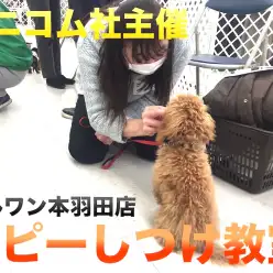 【しつけ教室】マルワン×アニコム合同イベント！本羽田店報告レポート！