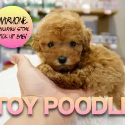 【トイ・プードル】胸キュン必至の閲覧注意！！！！焦がしキャラメルあまーい香りのプリンセスちゃん降臨！:マルワン白楽店PICK UPベイビー！No.11538