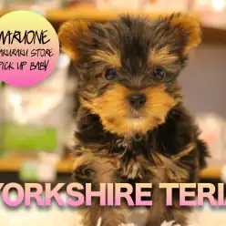 【ヨークシャーテリア】ルックスばっちり！王子と呼ぶしかない！超美形ヨーキーやって来ました！:マルワン白楽店PICK UPベイビー！No.11540