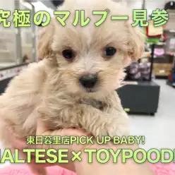 【マルチーズ×トイプードル】これぞマルプー！色良し！ルックス丸顔！極上ミルクティーカラーが登場！：東日暮里店No.014201