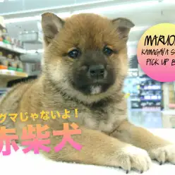 【柴犬】ムチムチボディーの理想的和犬の登場！：鎌ヶ谷店PICK UPベイビー117142