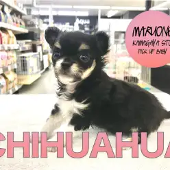 【チワワ】クウネルアソブが得意技！元気っ子がやってきたぞおおおおお！：鎌ヶ谷店PICK UPベイビー！No.117140