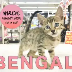 【ベンガル】人が大好きかまってニャンコ!どんな時もゴロニャん♥:鎌ヶ谷店PICK UPベイビー!No.117147