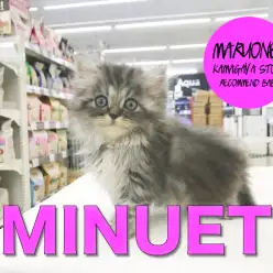 【ミヌエット】爆速閲覧推奨！麗しきエレガントキャットがやってきた！：鎌ヶ谷店オススメベイビーNo.171141