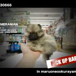 【ポメラニアン】必見！色も顔も全てがたぬきっぽいぞ！ポンポコポメ登場！：大倉山店PICK UPベイビー！No.6130666