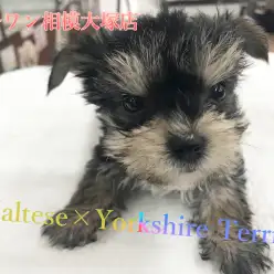 【マルチーズ×ヨークシャーテリア】ポイントは尻尾にアリ！上目遣いが得意技♪：マルワン相模大塚店Pick UpベイビーNo.814443