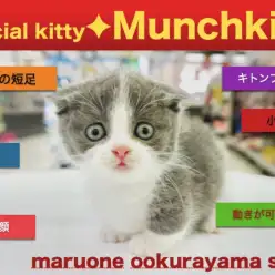 【マンチカン】国民的あのキャラクターのリアル版！？猫界の宝箱!良いとこ総取りのスペシャルキャット!：大倉山店PICKUPベイビーNo．6130671