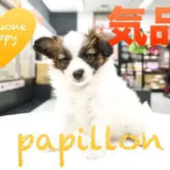 【パピヨン】気品溢れるシルエットが魅力！東日暮里店PickupベイビーNo.014202