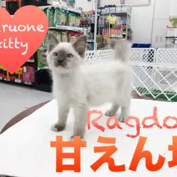 【ラグドール】ゴロゴロが止まらない！甘えん坊すぎるラグちゃん！：東日暮里店No.014203