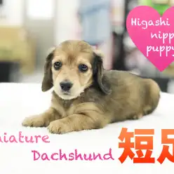 【ミニチュア・ダックスフント】THE・短足！ダックス好きは見逃せない！：東日暮里店No.014208