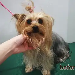 【お役立て情報】劇的before＆after☆ヨーキーのミディアムショートヘアスタイル！:白楽店トリミング通信VOL.14