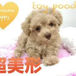 【トイ・プードル】本羽田店のプリンセス・超美形プードル登場！本羽田店PickupベイビーNo.512512