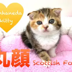 【スコティッシュ・フォールド】珍しい色は海外からも大注目!まるっとふっくら美人のスコちゃん登場☆:本羽田店PICK UPベイビーNo.512517