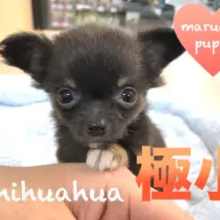 【チワワ】極小サイズのスペシャルパピー!スタッフが動けなくなってしまったその理由は・・?:今宿店PICK UPベイビー!No.120107