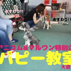 【3/28パピー教室開催報告!!】アニコム損保&マルワンコラボイベント!!大倉山店編
