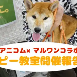 【パピー教室開催報告!!】効果テキメン！アニコム損保&マルワンコラボイベント！〜大倉山店2月編〜