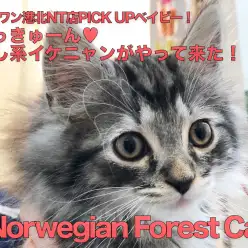 【ノルウェージャンフォレストキャット】ずっきゅーん♡癒し系イケニャンがやって来た！：港北NT店PICKUPベイビー！NO.311762