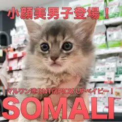 【ソマリ】小顔で美男子！細マッチョの超イケメンアスリート：港北NT店PICKUPベイビー！NO.311763