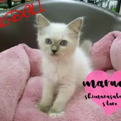 【ラグドール】抱っこしたいネコNo.1！！サファイアブルーの瞳を持ったベイビー登場！！：志村坂下店オススメベイビーNo.914341