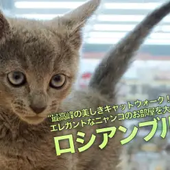 【ロシアンブルー】最高峰の美しきキャットウォーク！ロシアン邸宅に潜入調査！どんなお部屋に住んでいるの？：大倉山店PICK UPベイビー！No.6130673