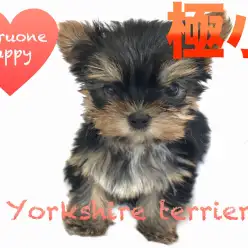 【ヨークシャーテリア】極小サイズ！スタッフも虜にする小悪魔っぷりがたまらない！鶴見店オススメベイビーNo.713458