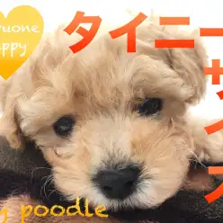 【トイ・プードル】タイニーサイズの優等生！自慢のコントラストは必見！：本羽田店オススメベイビーNo.512511