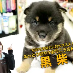 【柴犬】初めての柴犬ライフにおすすめ!!とってもおっとりな性格な黒柴ちゃん♥大倉山店PICK UPベイビーNo.6130677