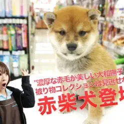 【柴犬】濃厚で鮮やかな赤毛が美しい大和撫子♥被り物コレクションは見逃せない!!：大倉山店PICK UPベイビーNo.6130678