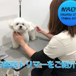 ￼ 【トリマー紹介】技術と知識を誇る白楽店のトリマーを徹底解析！:白楽店トリミング通信vol.13