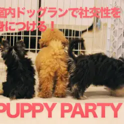 【パピーパーティー】室内ドッグランで社交性を育んでます！：白楽店流ワンコの育成法！