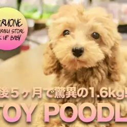 【トイ・プードル】生後5ヶ月で1.6kg小さめサイズに成長中！幼少期写真もあります☆:マルワン白楽店PICK UPベイビーNo.11532
