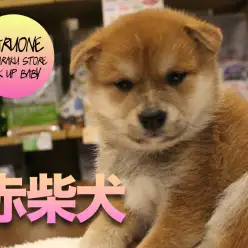 【柴犬】小さいおめめがとってもキュート！？毛色鮮やかパピーが登場！！:マルワン白楽店Pick UpベイビーNo.11552