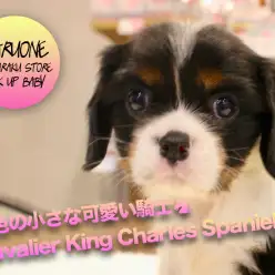 【キャバリア・キング・チャールズ・スパニエル】三色の小さな可愛い騎士-ナイト-がやってきた！！:マルワン白楽店ピックアップベイビーNo.11554