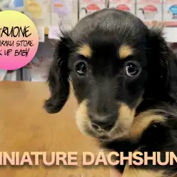 【ミニチュア・ダックスフント】大人気カラーのなまら可愛いダックスちゃんがやってきた♡:白楽店ピックアップベイビーNo.11550