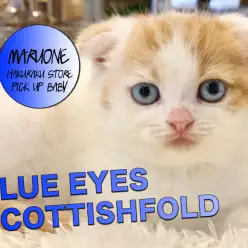 【スコティッシュ・フォールド】垂れ耳&ブルーアイズの大人気猫種がやってきた!!!驚愕の可愛さなので絶対みるべきっ!!:マルワン白楽店ピックアップベイビーNo.11555