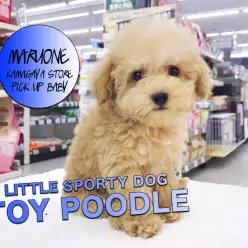 【トイ・プードル】小さめルックス抜群のアプリコットタイニー！：マルワン鎌ケ谷店PICK UPベイビーNo.117143（千葉県鎌ケ谷市）