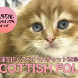 【スコティッシュ・フォールド】究極の垂れ耳!!幸運を招くスペシャルキャットがやってきた!:鎌ヶ谷店PICK UPベイビーNo.117149