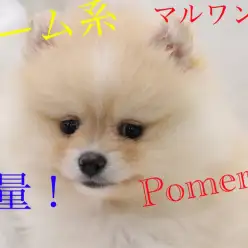 【ポメラニアン】超必見！焦がしクリームなベリースウィートフェイスの登場！：梅島店オススメベイビーNo.119104