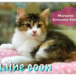 【メインクーン】視線釘付け！！競争必至の人気NO.1にゃんこ：城山店オススメベイビー！NO.118220