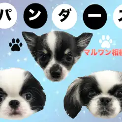 【特集】珍しい模様が大集合！？パンダ柄のワンちゃんチーム結成！？：マルワン相模大塚店