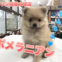 【ポメラニアン】ポメスマイルでアナタをロックオン！この記事のラストショットがベストショット！？：マルワン相模大塚店Pick UpベイビーNo.814455
