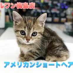 【アメリカンショートヘア】珍色登場！定番外のすごい猫がやってきた！！：マルワン梅島店Pick UpベイビーNo.119099