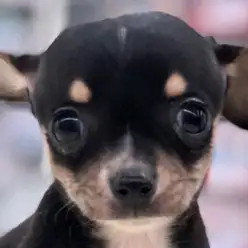 【チワワ（スムースコート）】キラキラビーム！輝く瞳のスムチー君に胸キュン❤︎：港北NT店PICKUPベイビー！NO.311769