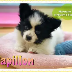 【パピヨン】まるでお姫様!?気品と可愛らしさを備えた♡スペシャルパピー♡:城山店PICKUPベイビー!NO.118225