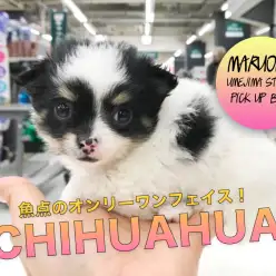 【チワワ】仰天のオンリーワンフェイス！性格も従順をインプレ！：梅島店PICK UPベイビー！No.119098