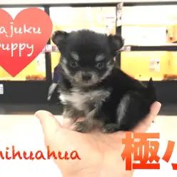 【チワワ】極小サイズ！あなたの視線を奪う微笑みの貴公子登場！今宿オススメベイビーNo.120108