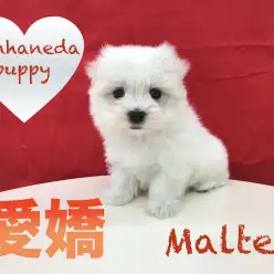 【マルチーズ】上流階級の貴婦人に愛された！？「犬の貴族」と呼ばれるほどのシルクの様な肌触り！本羽田店PickupベイビーNo.512521